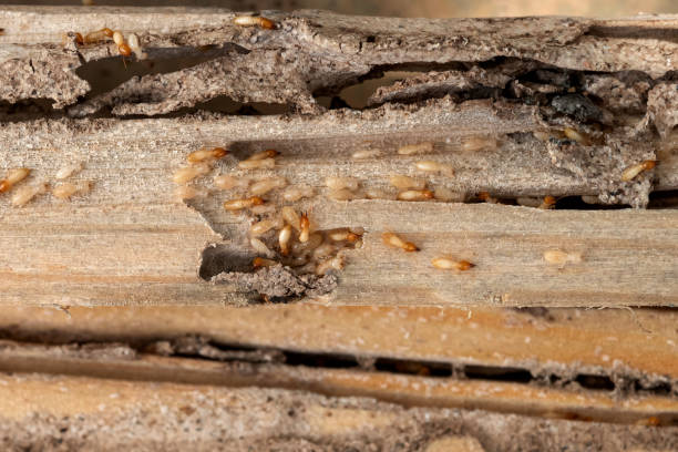 Best Emergency Pest Control  in Chevy Chase View, MD